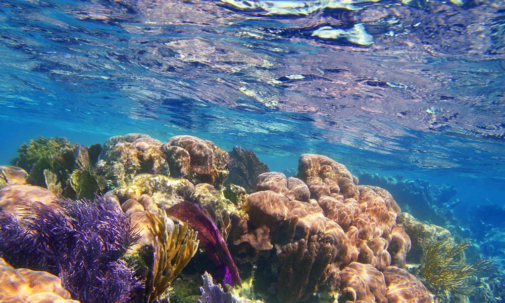 The Ultimate Guide to Sea Sponge Tampons + How to Make Your Own!