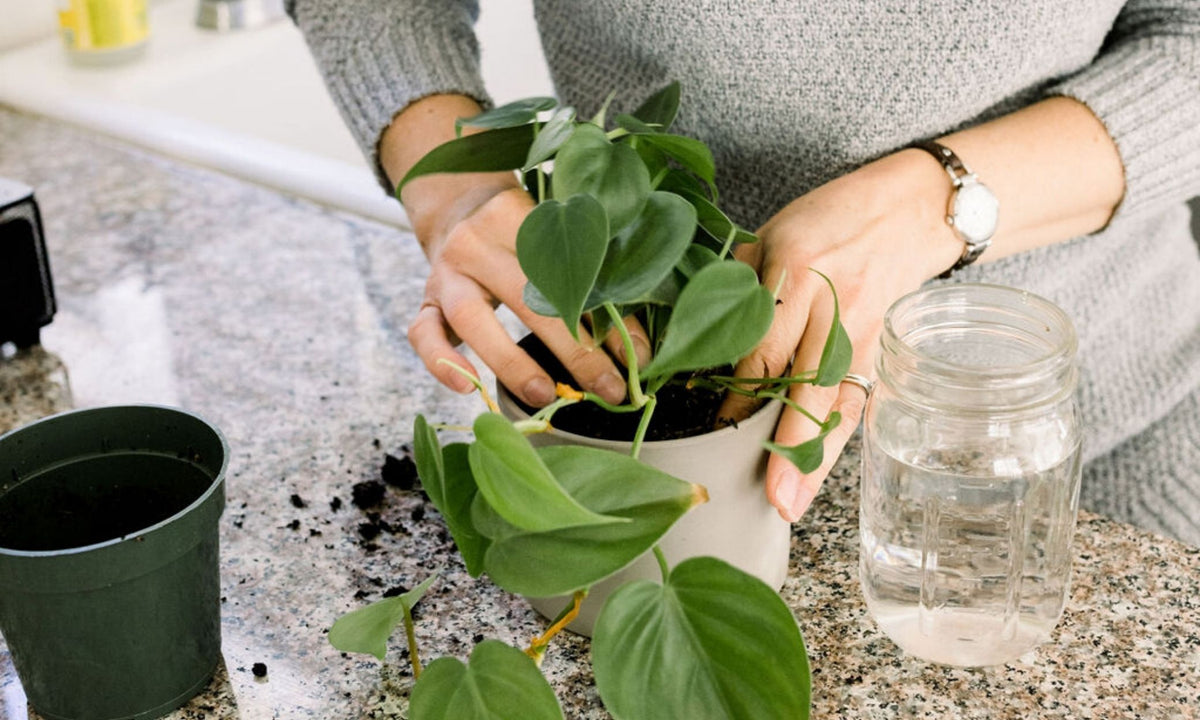 What is Holistic Health and How Can It Help Me?